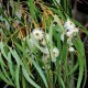 MediScent Eth. Eucalyptusolie